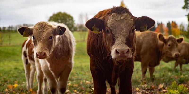 Vacas en el prado de ganaderos