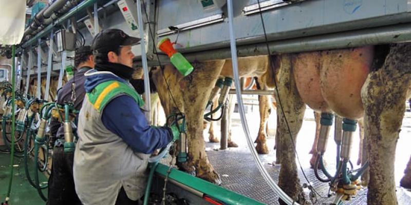 Imagen de ganaderos de leches/Campo Galego El Gobierno dará 169 millones de euros en ayudas directas a la ganaderías de leche