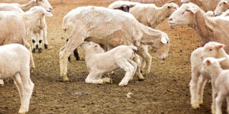 Ganado ovino y caprino