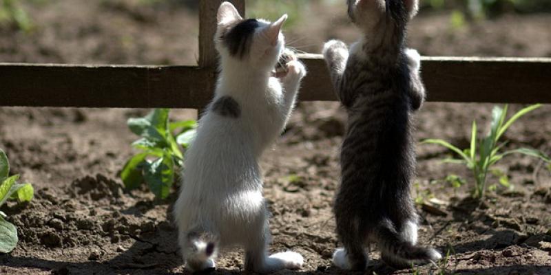 gatos (2)