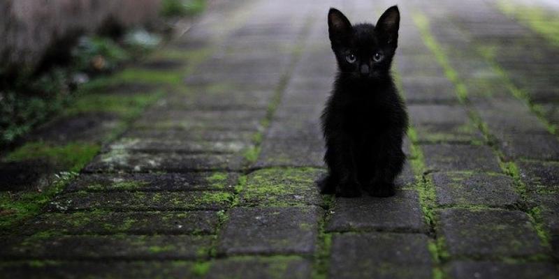 Los gatos abandonados