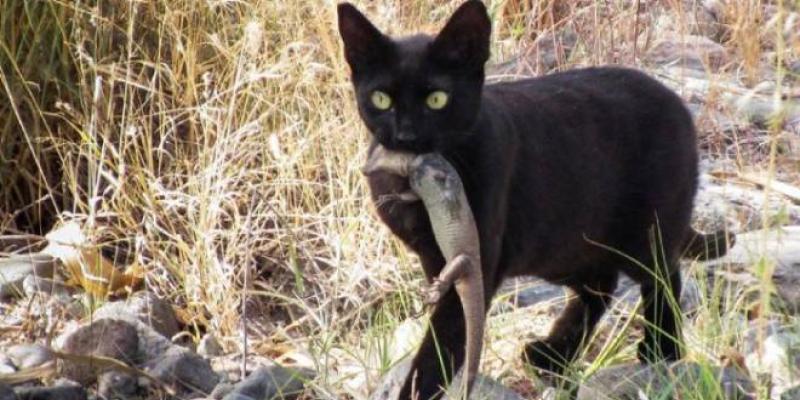 Las dificultades con los gatos silvestres - National Geographic Gatos silvestres