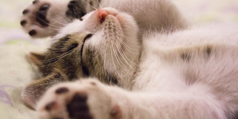 Cualidades únicas de los gatos - Pexels datos sobre los gatos