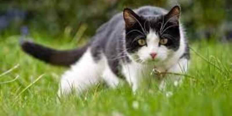 Biodiversidad en jaque por los gatos domésticos en un parque de Sevilla Los gatos domésticos ponen en riesgo la biodiversidad del Parque del Alamillo en Sevilla