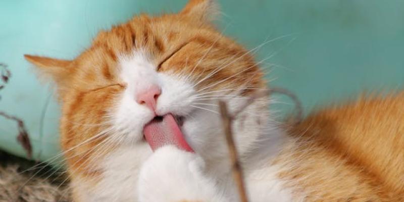 Aumentar la esperanza de vida de los gatos domésticos - Pexels Gatos domésticos