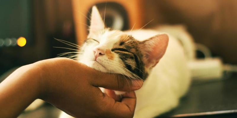 Imagen de un gato con su dueño/20Minutos Un estudio muestra cómo los gatos acuden a la voz de sus dueños