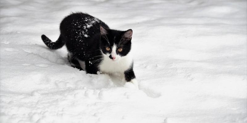 La tolerancia de los gatos al frío - Pixabay Los gatos y el frío