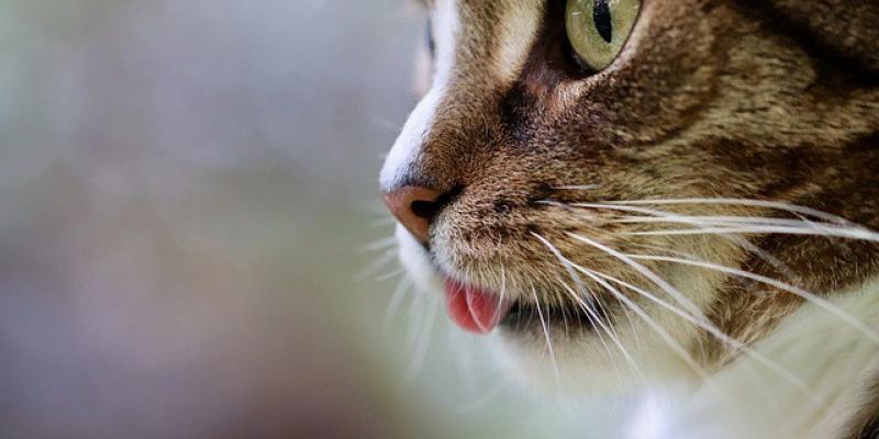 Los gatos son capaces de reconocer nuestra voz - Pixabay Los gatos nos escuchan