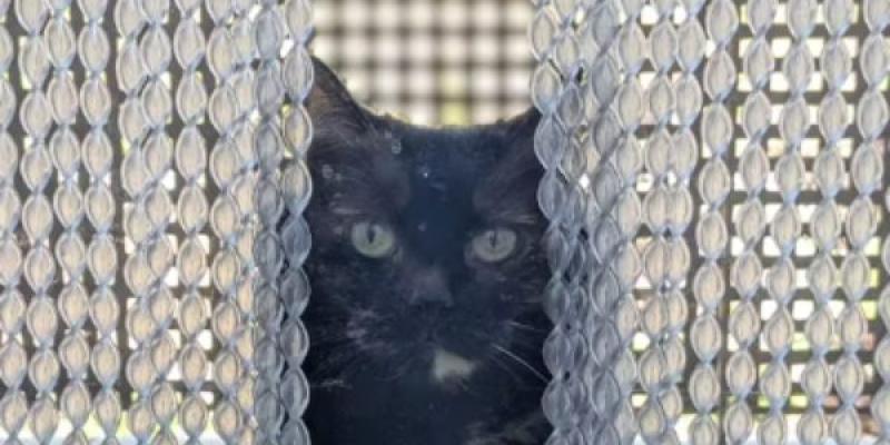 Sobrepoblación de gatos Los gatos y la biodiversidad urbana