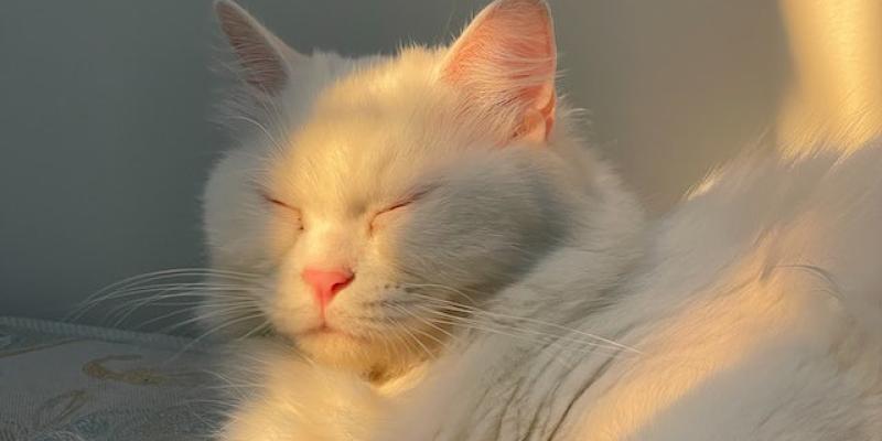 El pelaje de los gatos en verano - Pexels Gatos en verano