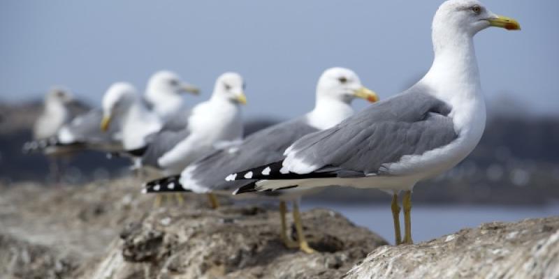 6 gaviotas