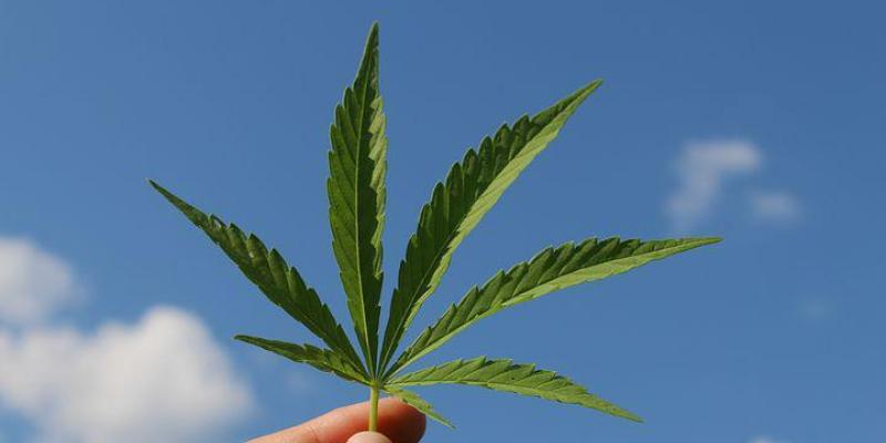 Gelato 33 / Pixabay Hoja de Gelato 33