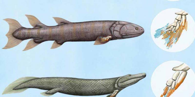 genética / La Vanguardia La genética asegura que los dedos humanos y las aletas de los peces son similares