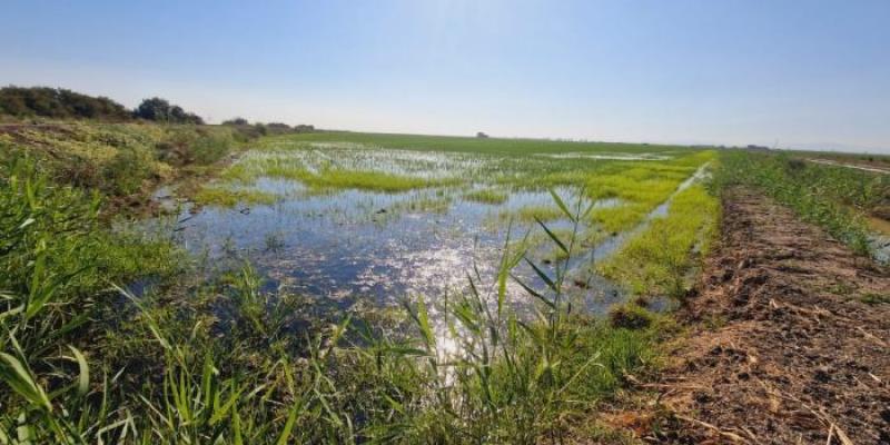 Mosquitos en arrozales | Foto del CSIC/Mikel Alexander Una tabla de arroz anegada en mayo en la localidad de Los Palacios y Villafranca (Sevilla)