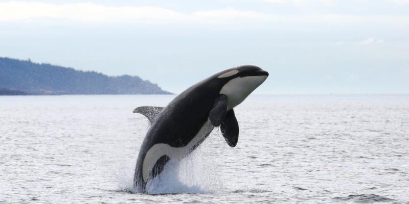 Las orcas y su lucha 