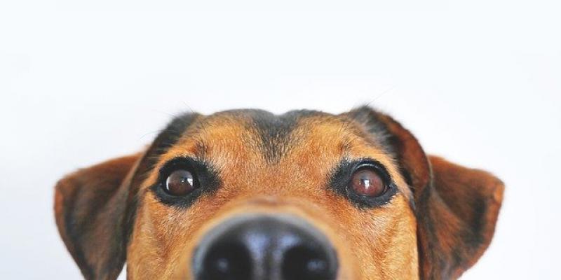 Imagen de un perro / Pixabay Cabeza de un perro