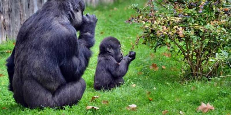 Dos gorilas, una mamá y su cría