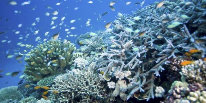 El Gran Arrecife de Coral australiano se queda sin color