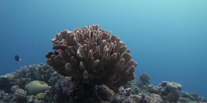 Especie de la Gran Barrera de Coral