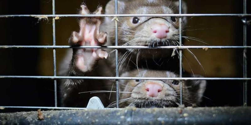 Imagen de un animal encerrado/WWF España Hacia el fin de las granjas de peletería