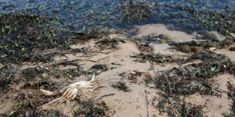 Imagen de la situación actual del Mar Menor/El HuffPost Greenpeace señala la oligarquía del campo como responsable del crimen del Mar Menor