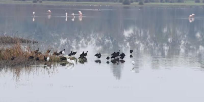 Brote de gripe aviar en Doñana mantiene en alerta/ Alejandro Ruesga/ El País Marismas del Parque Nacional de Doñana