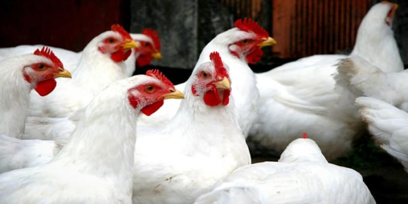 Imagen de gallos de corral/101 Noticias Confirman el primer caso de gripe aviar en humanos