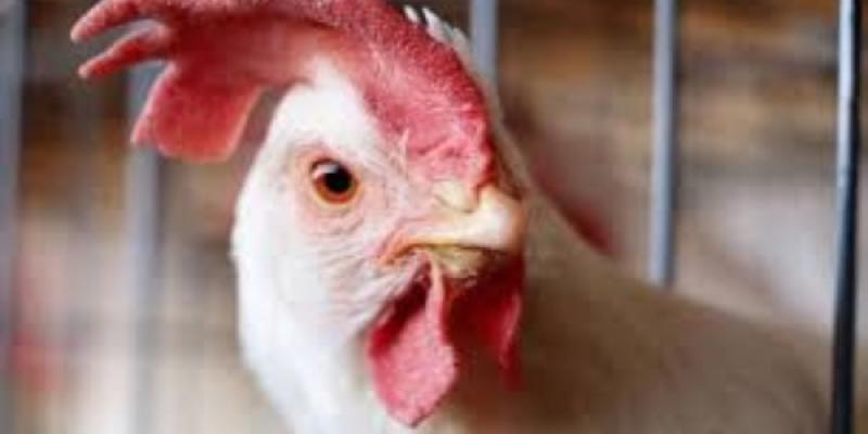 La gripe aviar resiste a la fiebre