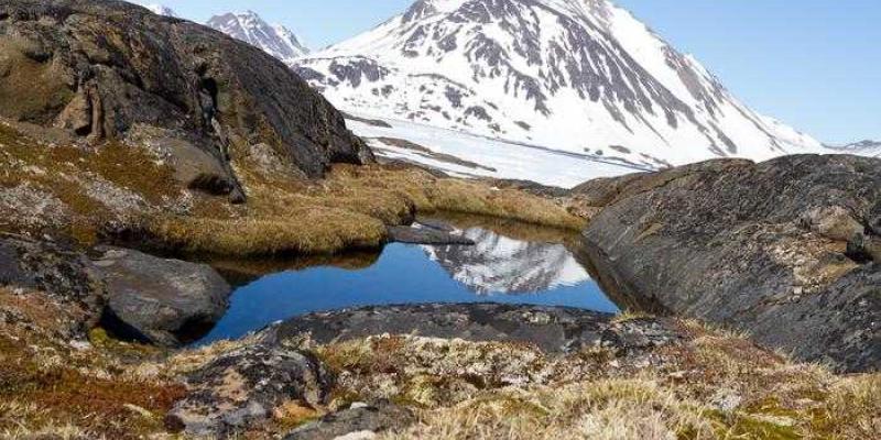 Groenlandia | Foto de Joshua Brown Paisaje rocoso con plantas de tundra cerca de la costa oriental de Groenlandia