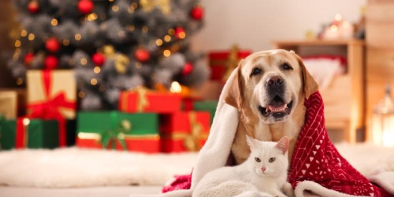 Perro y gato en ambiente navideño