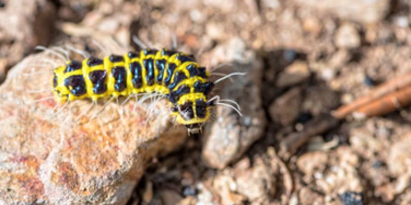 Imagen de un gusano/envatoelements Investigadores averiguan cómo ampliar la esperanza de vida de los gusanos