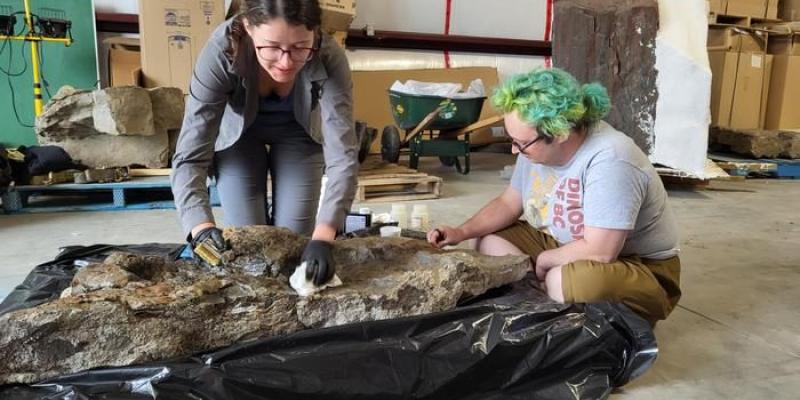 Investigadores aplican consolidantes al espécimen tipo de 'Ruopodosaurus' antes de hacer un molde de silicona en agosto de 2024 | Foto de RBCM Investigadores observando las huellas de los dinosaurios