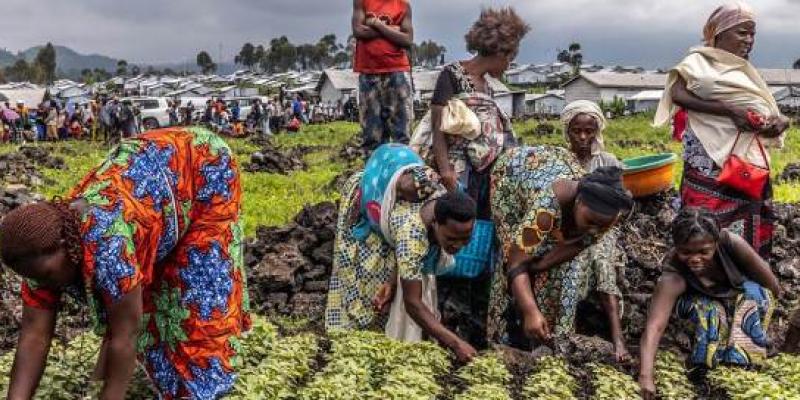 La FAO ayuda a las personas desplazadas en la República Democrática del Congo con transferencias de efectivo y asistencia agrícola.