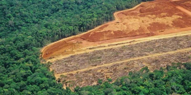 El planeta Tierra pierde bosques y hectáreas forestales