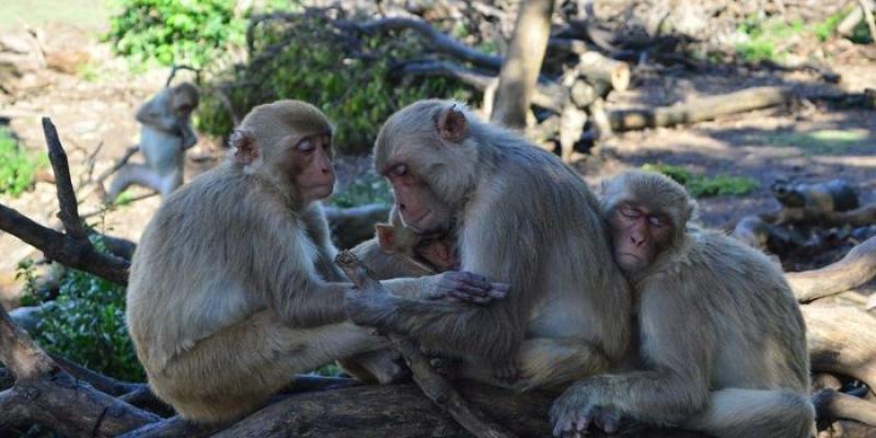 Amistades y vejez Grupo de hembras de macaco, se supone que son amistades