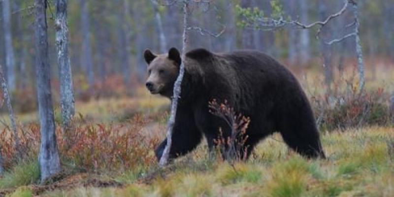 Hembras de oso pardo Hembras de oso pardo y su comportamiento social