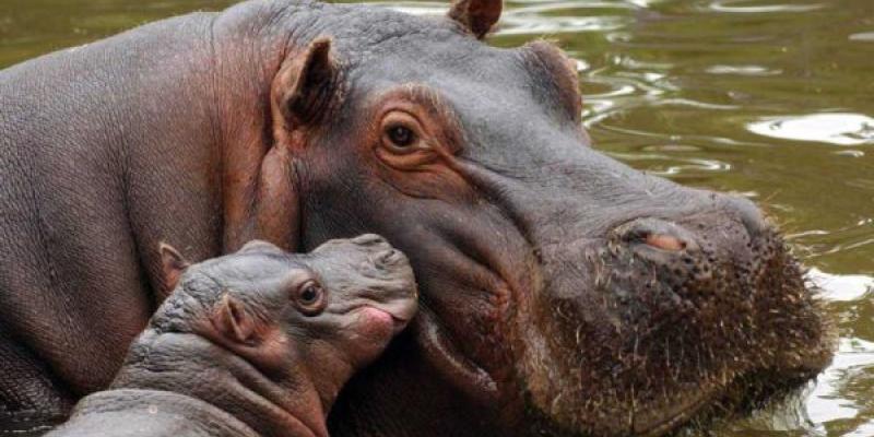 Un hipopótamo hembra con su bebé
