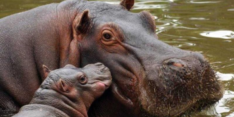 Día Mundial del Hipopótamo Un hipopótamo hembra con su bebé