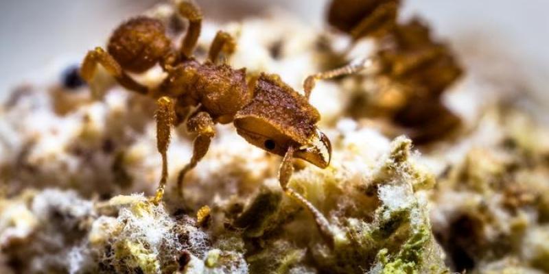 Agricultura | Foto de Don Parsons Una hormiga cultivadora de hongos, en Santa Catarina (Brasil)