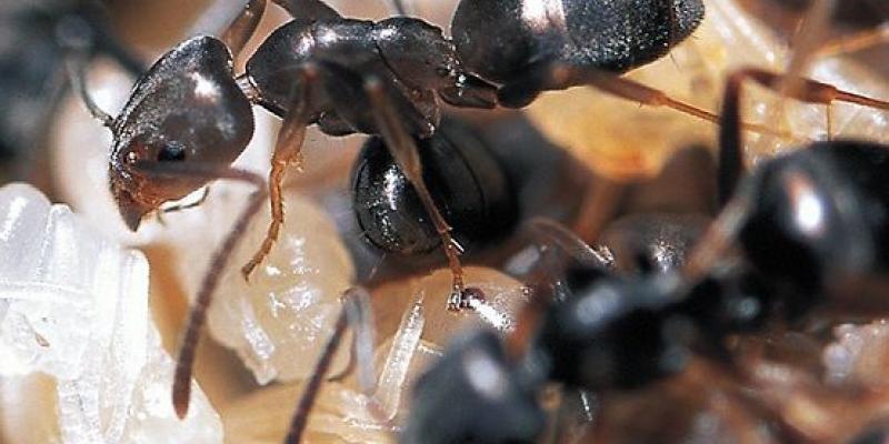 Así contribuyen las hormigas con el control de plagas de polillas