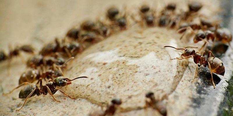 Las hormigas son capaces de curarse