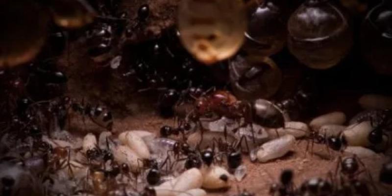 Las hormigas se protegen de las enfermedades