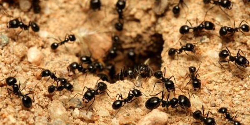 Grupo de hormigas