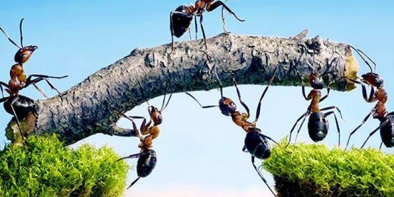 Hormigas VS humanos Las hormigas cooperan unidas