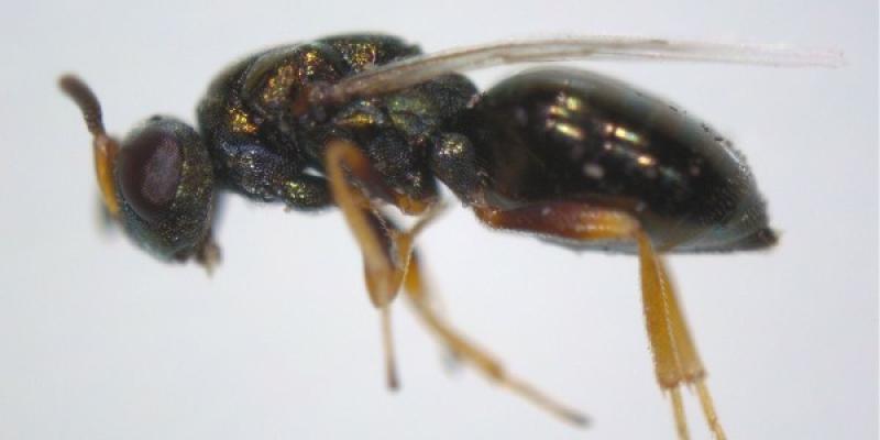 La avispilla que hospeda a las bacterias A. nsoniae. Bacterias e insectos. El hospedador de Arsenophonus nasoniae