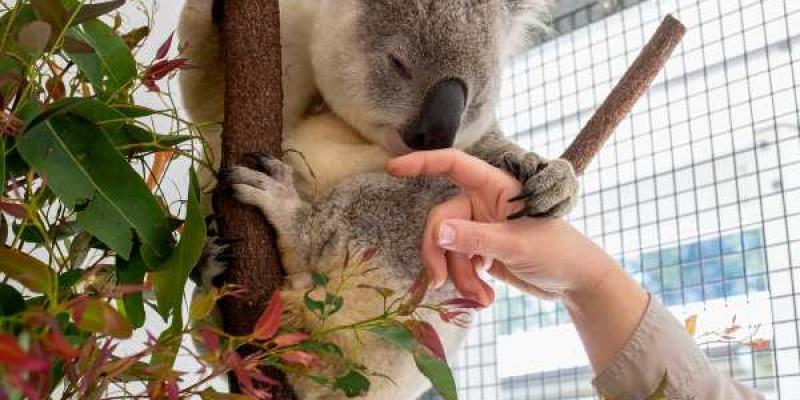 Huella dactilar del koala. Koalas y su huella dactilar
