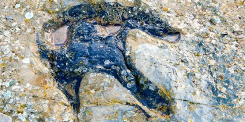 Depósito Paleontológico de Icnitas de Fuentesalvo, Villar del Río, Ruta de las Icnitas de los Altos de Soria, Soria, Castilla León, España, Europa / Envato Depósito Paleontológico de Icnitas de Fuentesalvo, Villar del Río, Ruta de las Icnitas de los Altos de Soria, Soria, Castilla León, España, Europa