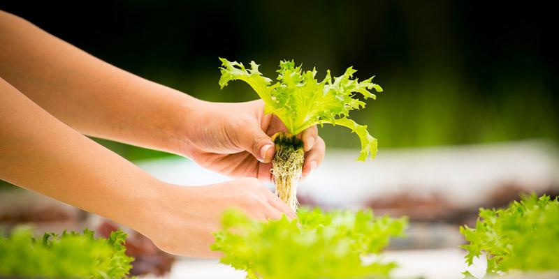 Zanahorias y acelgas se intercambian por los calabacines y los tomates propios del verano.