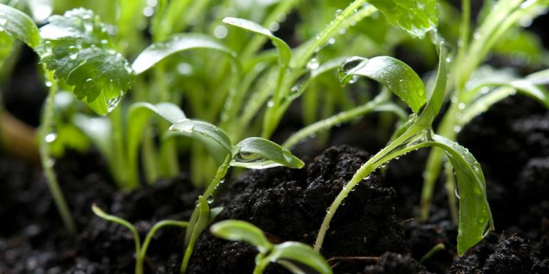 Calendario del huerto: qué plantar en abril Huerto urbano de Verdecora