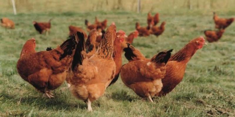 Imagen de gallinas libres Las empresas españolas se comprometen a los huevos libres de jaulas